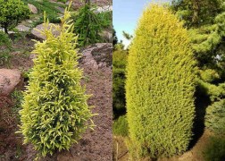 Juniperus communis Gold Cone / Sárga oszlopos boróka